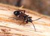 Raglius alboacuminatus